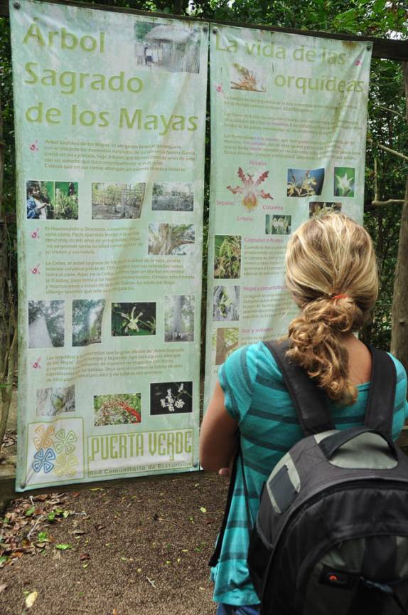 Indo conhecer a 'árvore sagrada dos mayas', em Chiquila, costa norte do Yucatán, no México